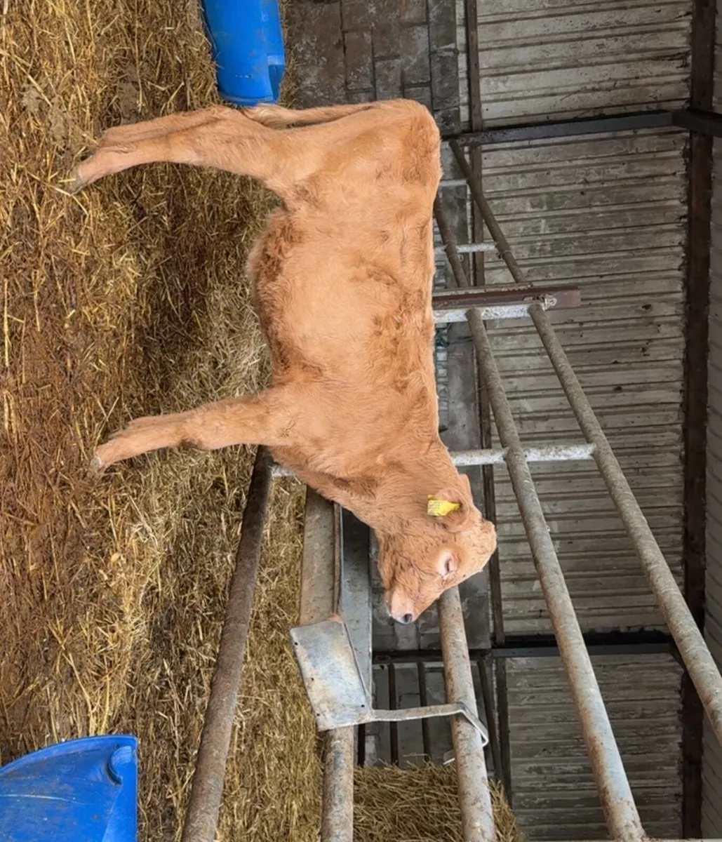 4 reared Charolais heifer calves - Image 3
