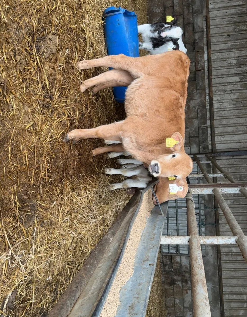 4 reared Charolais heifer calves - Image 4