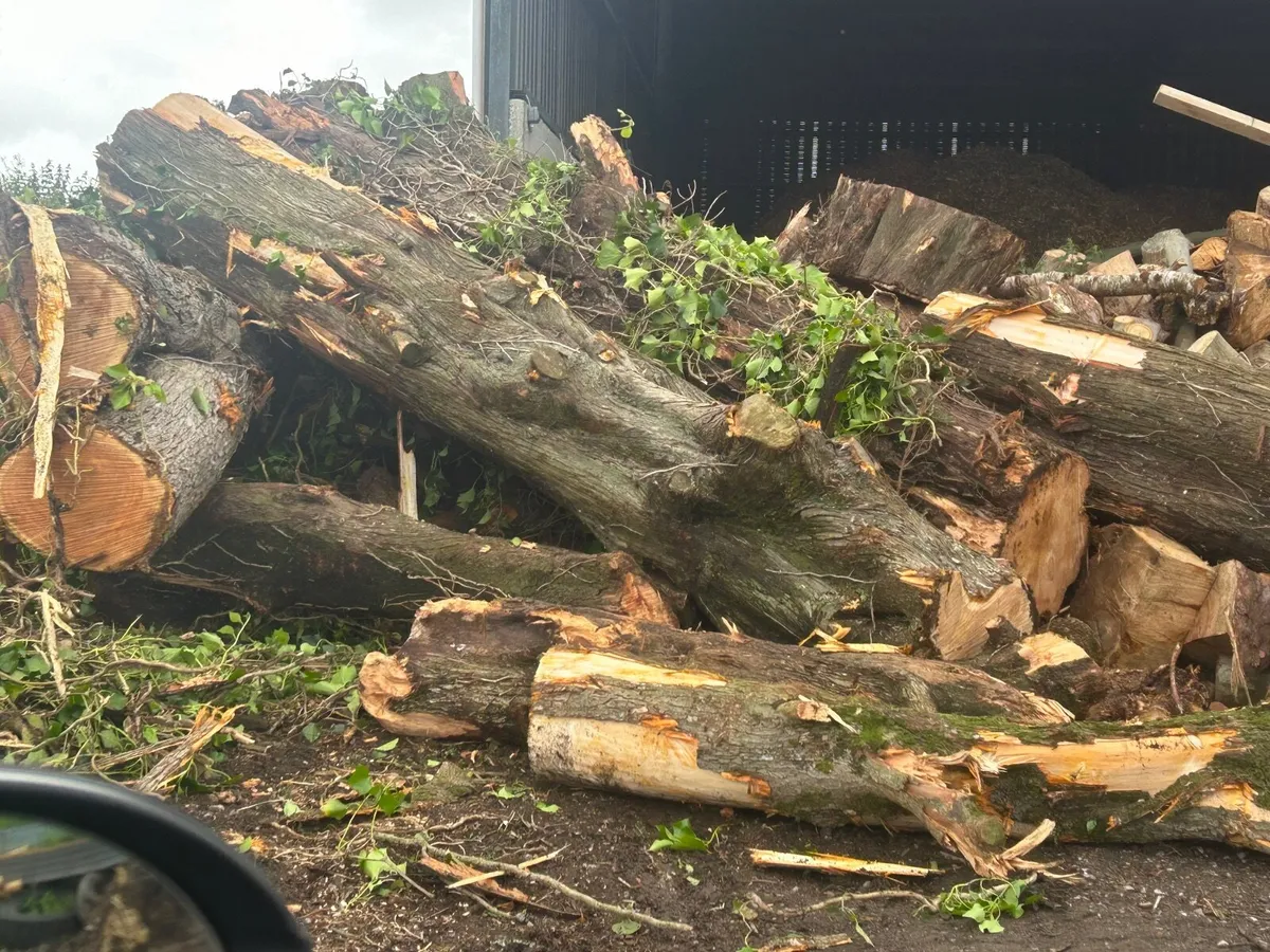 Timber - Image 1