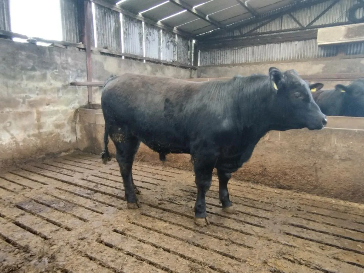 Pedigree Angus bulls - Image 1