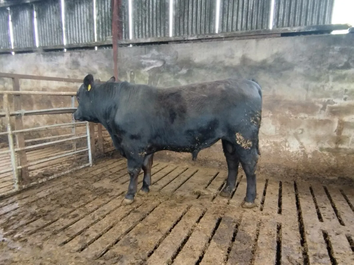 Pedigree Angus bulls - Image 2