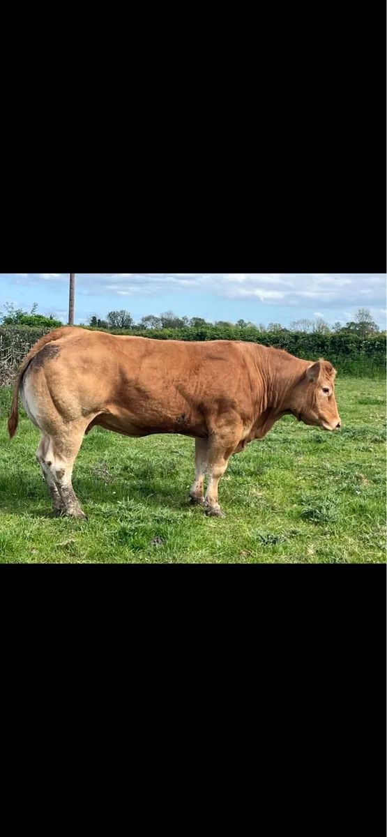 Super pbr lm cow - Image 1
