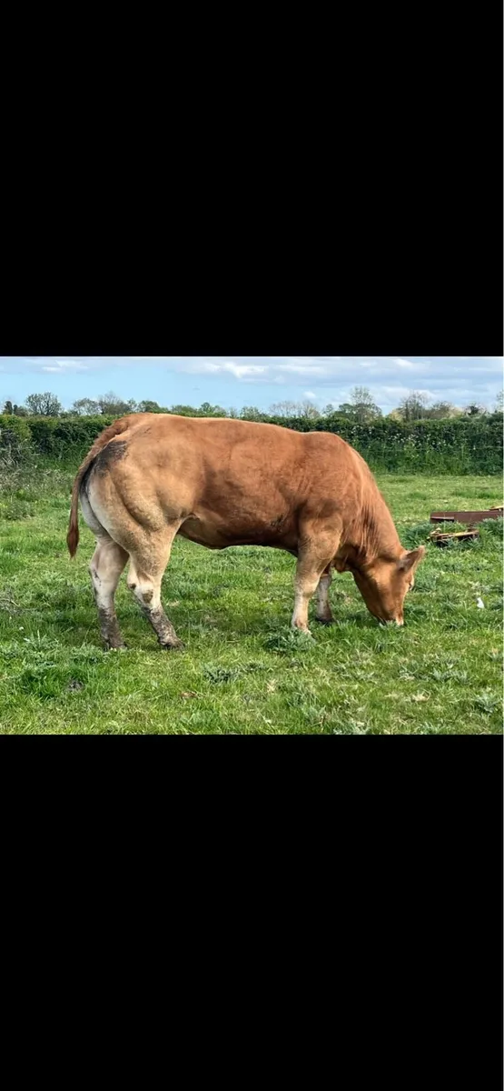 Super pbr lm cow - Image 2