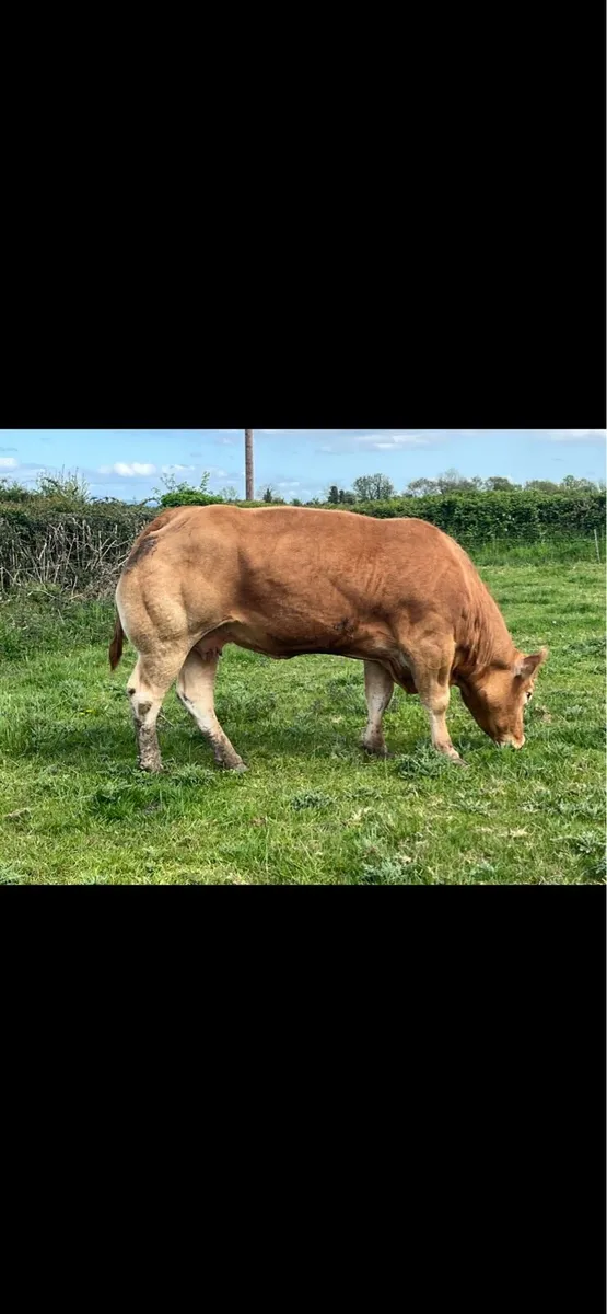Super pbr lm cow - Image 3