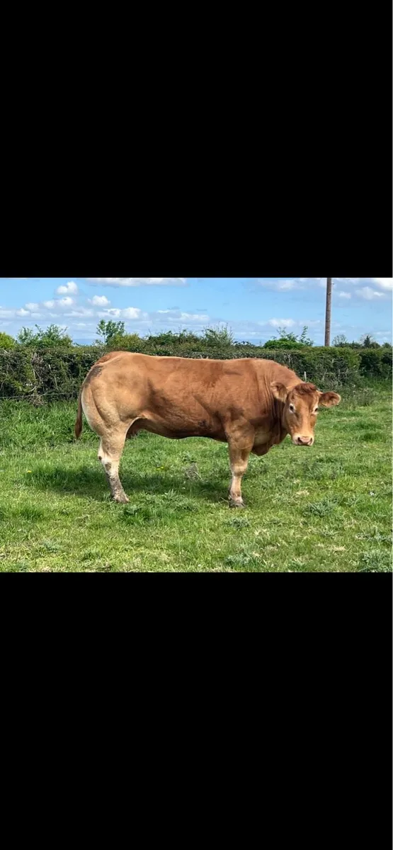 Super pbr lm cow - Image 4