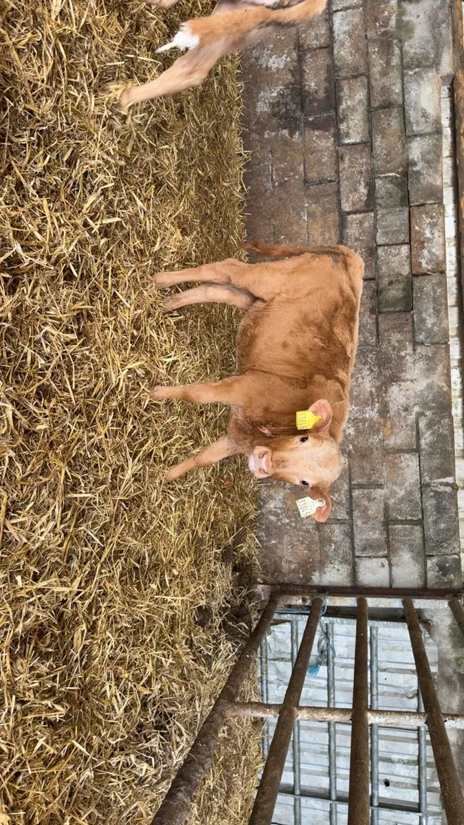 4 reared Charolais heifer calves - Image 1