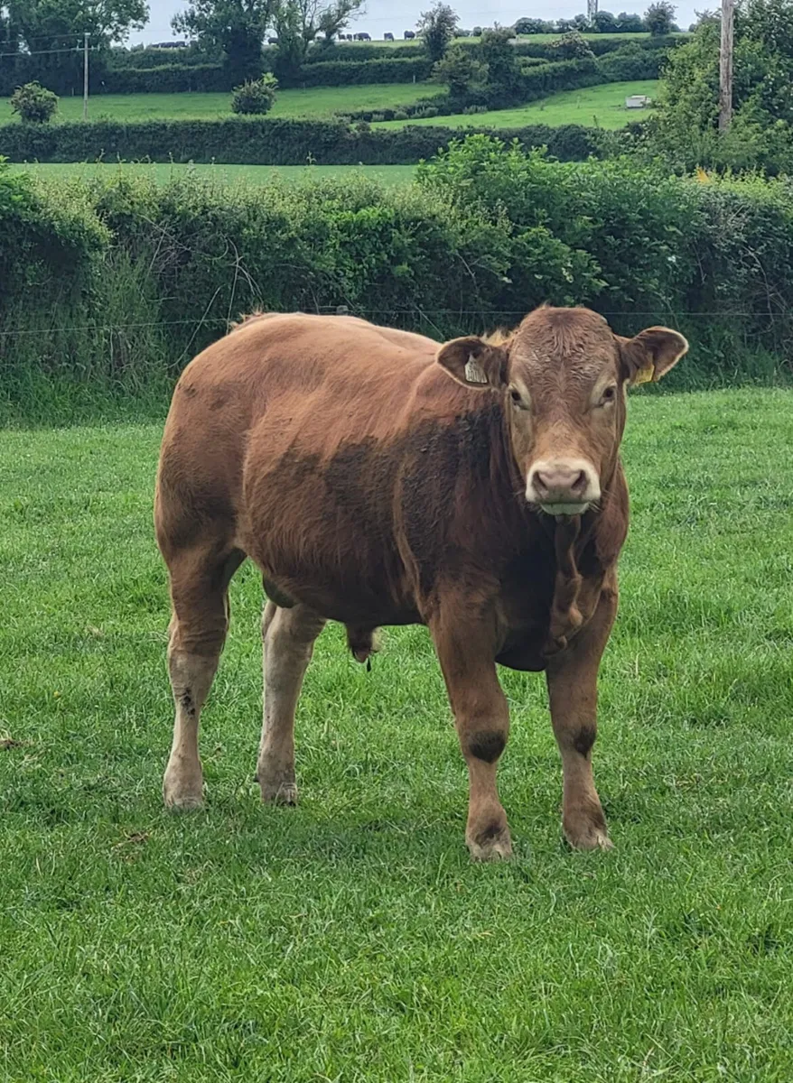 Purebred Limousin Bull - Image 1