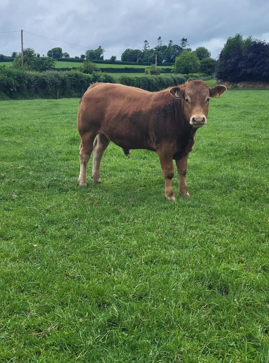 Purebred Limousin Bull - Image 3