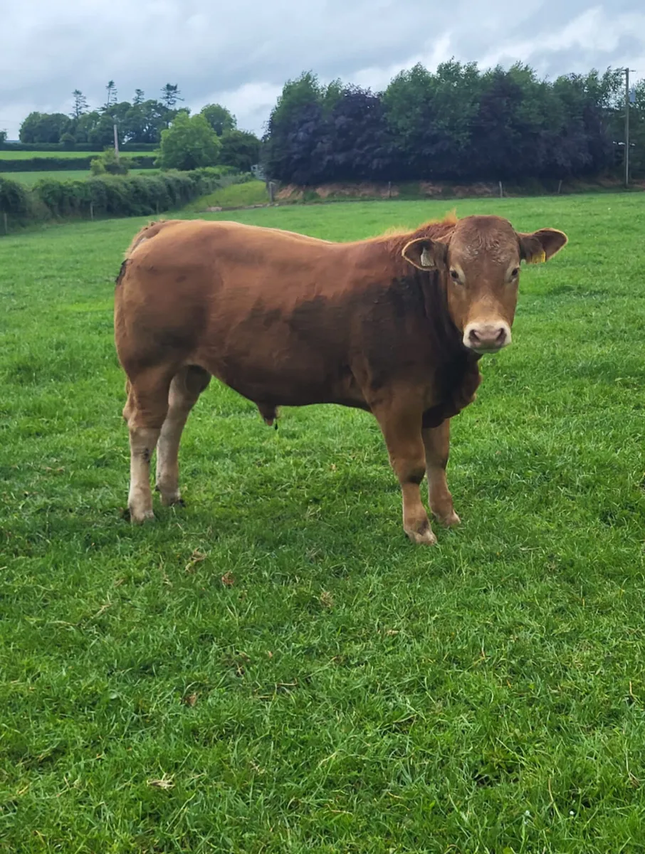 Purebred Limousin Bull - Image 4