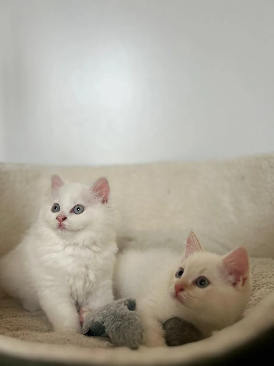 Beautiful kittens - Image 3