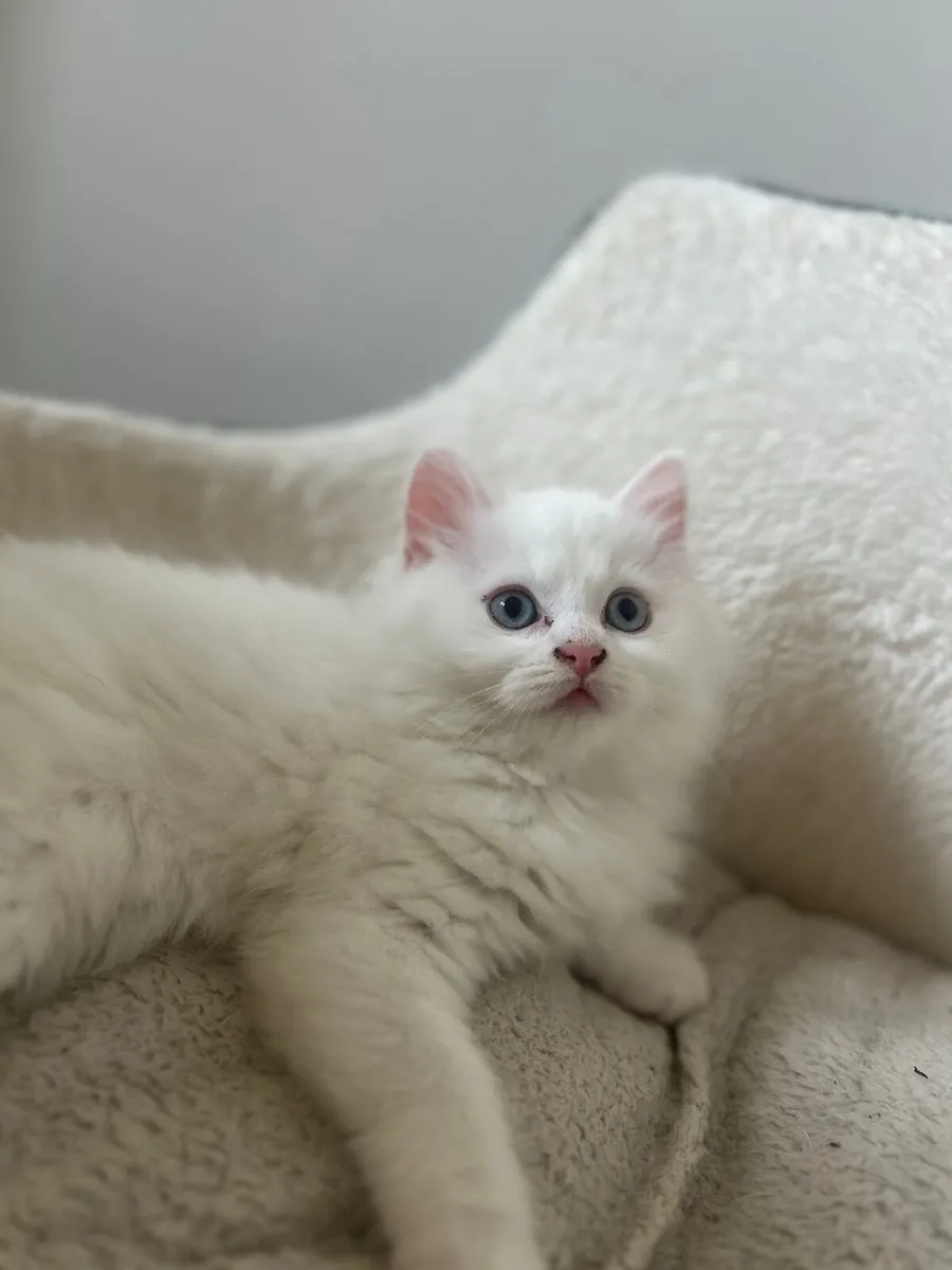 Beautiful kittens - Image 2