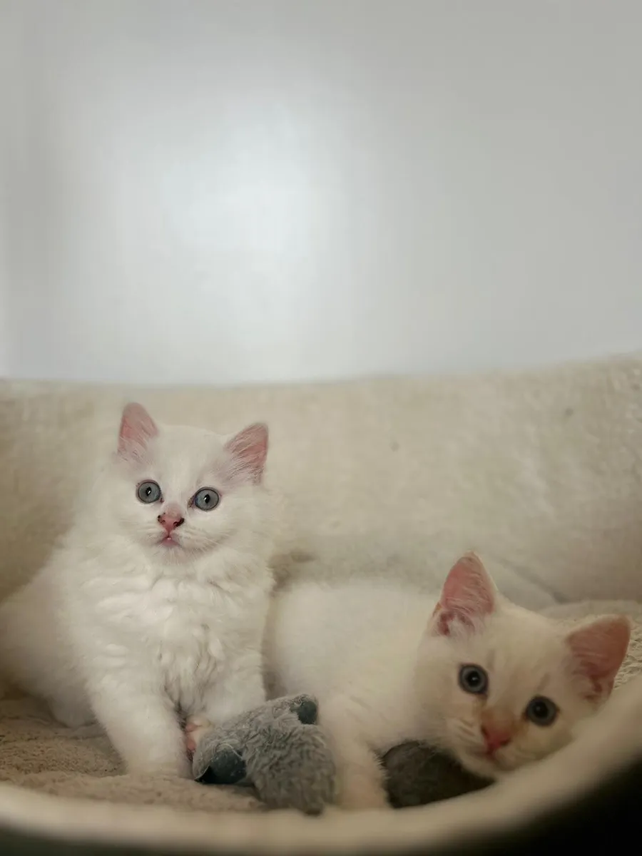 Beautiful kittens - Image 1