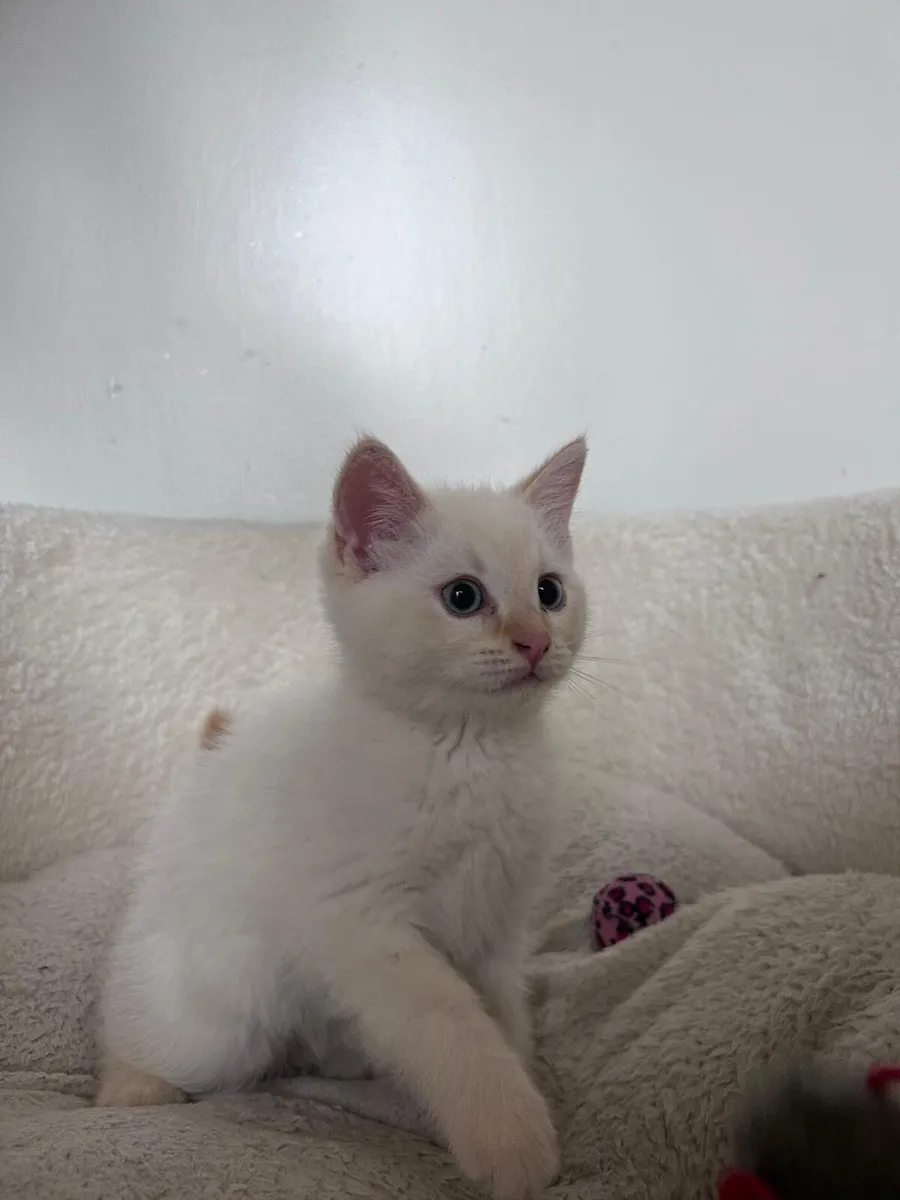 Beautiful kittens - Image 2