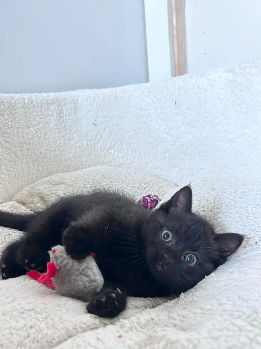 Beautiful kittens - Image 3