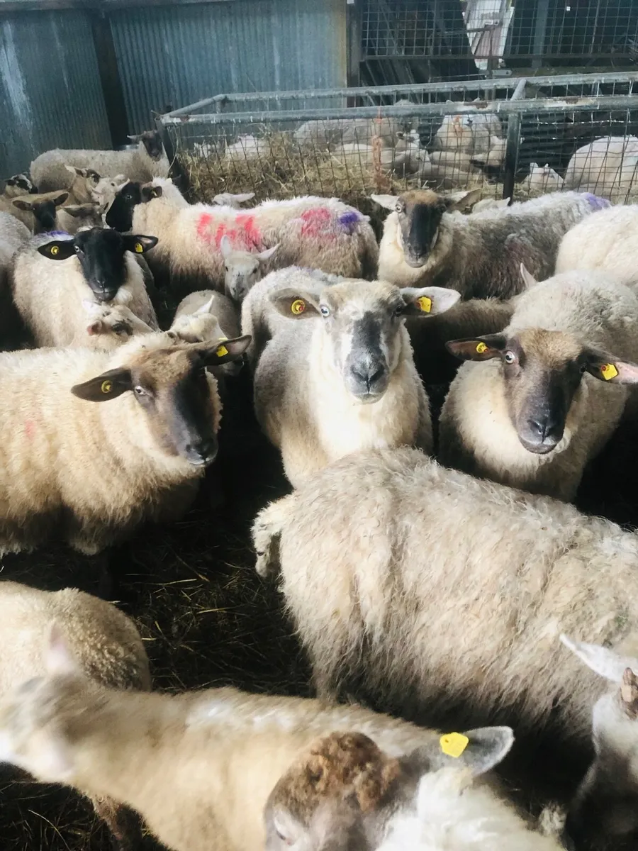 Suffolk Cross Sheep & Lambs - Image 1