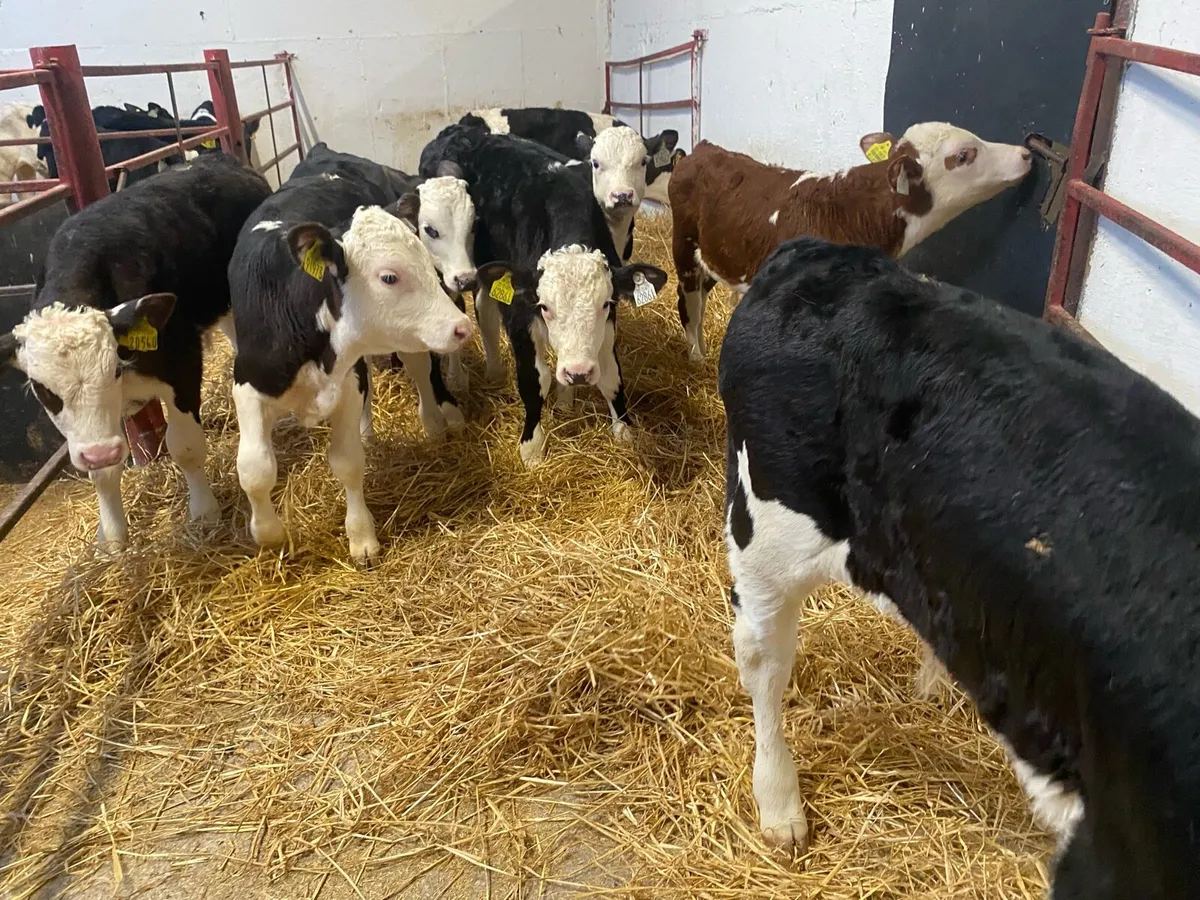 10 Top Class Whitehead Bull Calves - Image 2