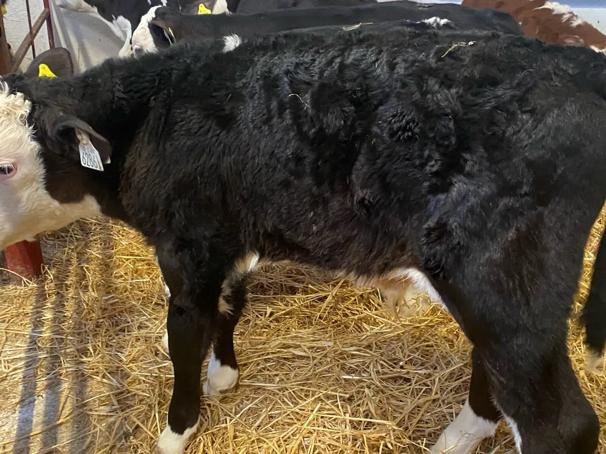 10 Top Class Whitehead Bull Calves - Image 3