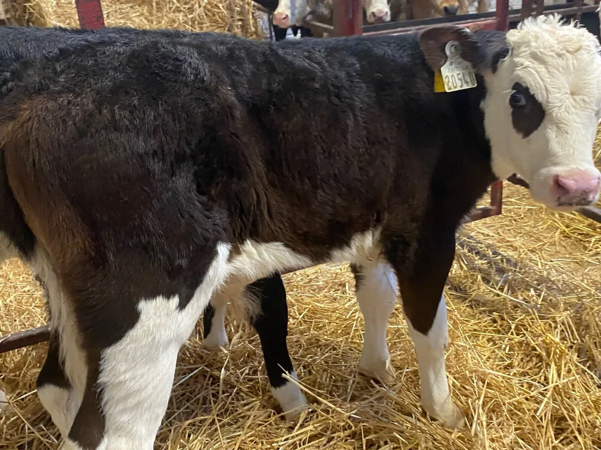 10 Top Class Whitehead Bull Calves - Image 4