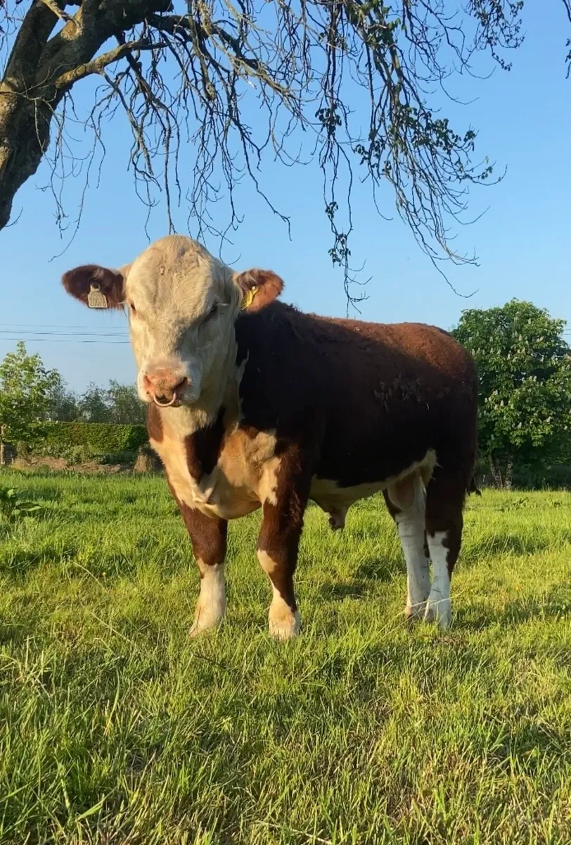 Hereford bulls - Image 1