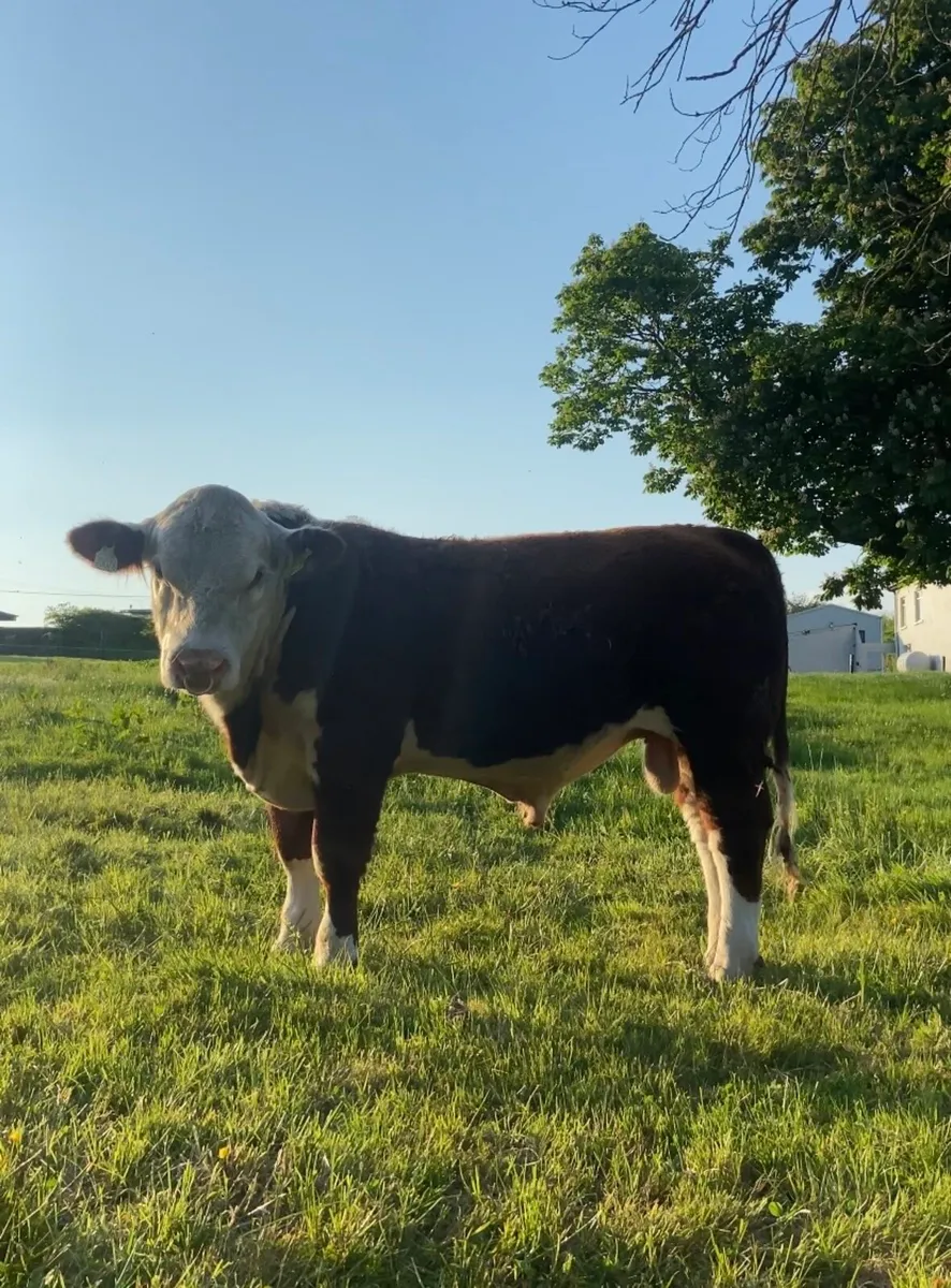 Hereford bulls - Image 4