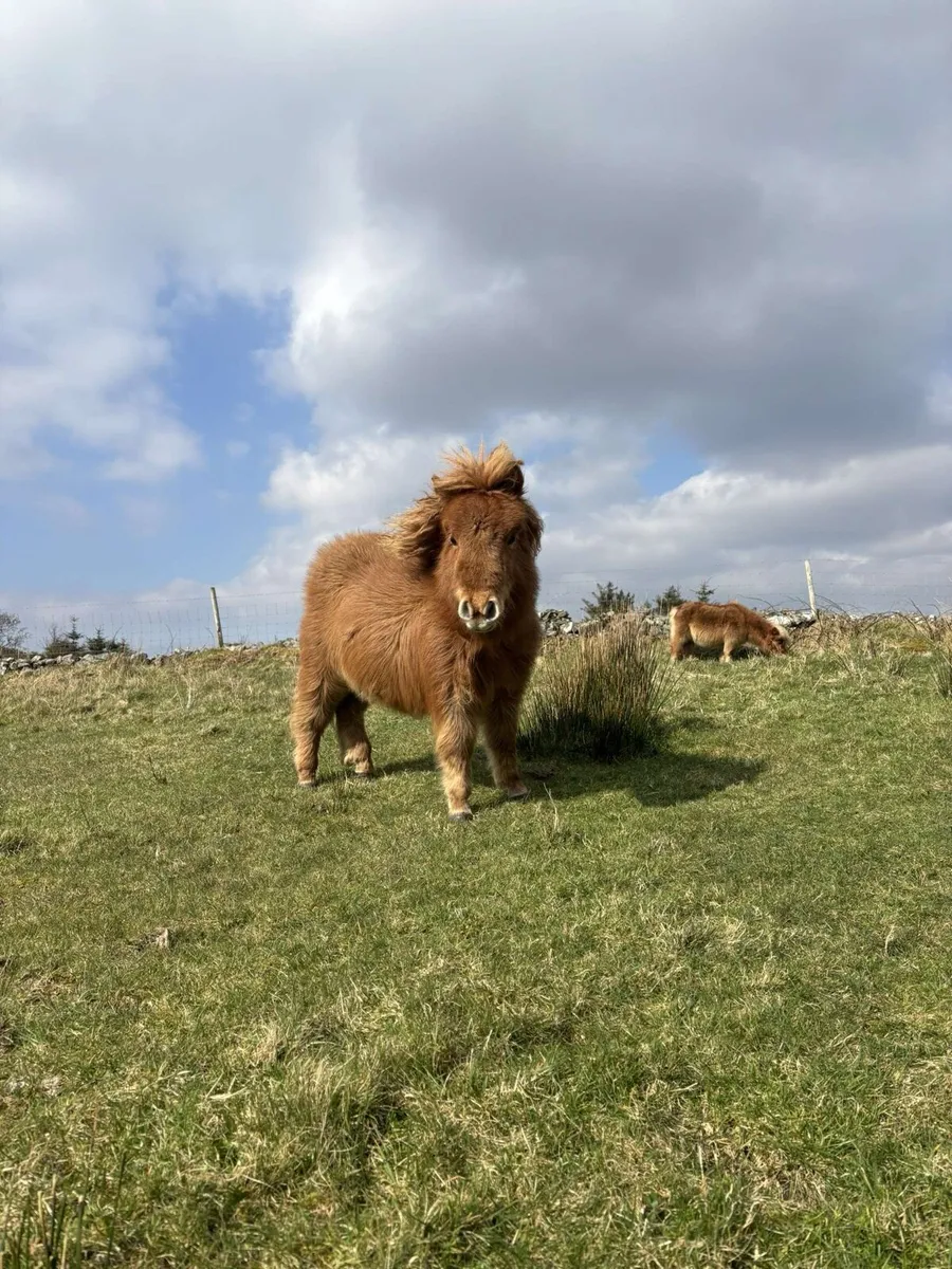 Ponys - Image 1