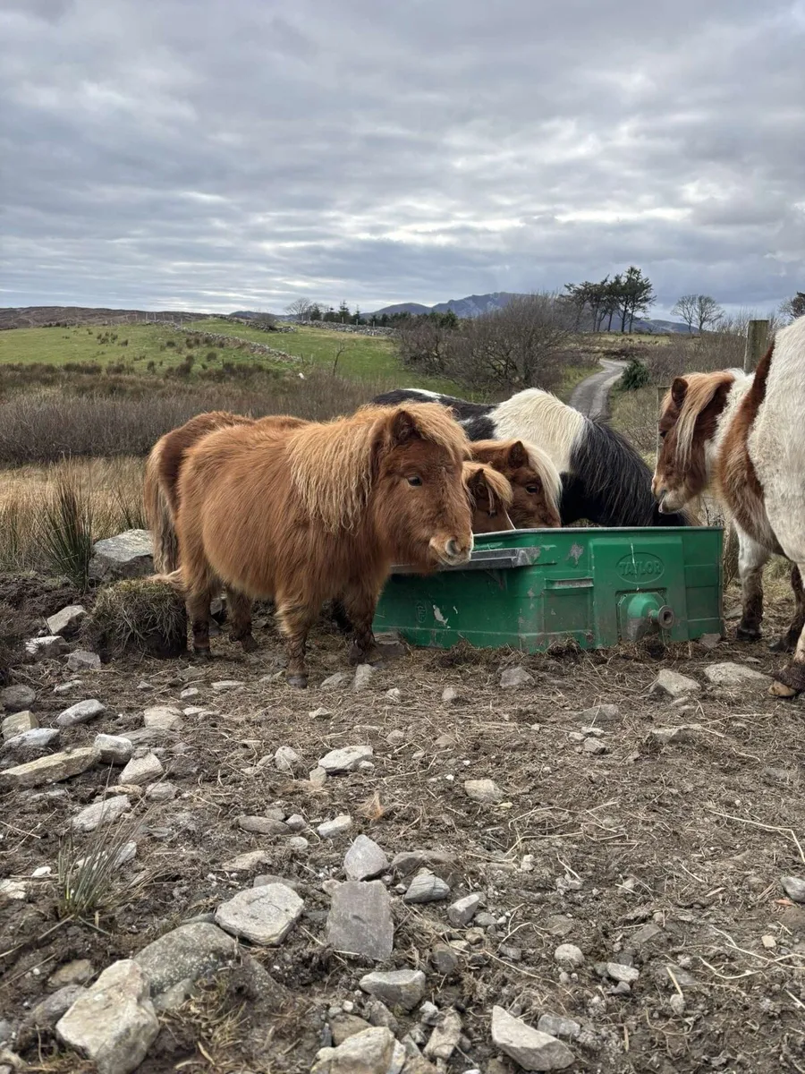 Ponys - Image 2