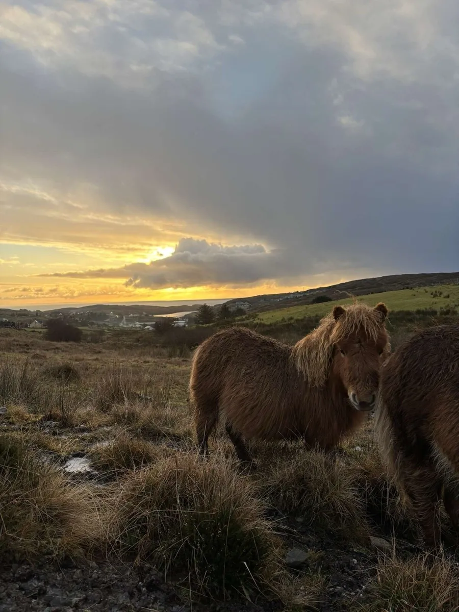 Ponys - Image 3