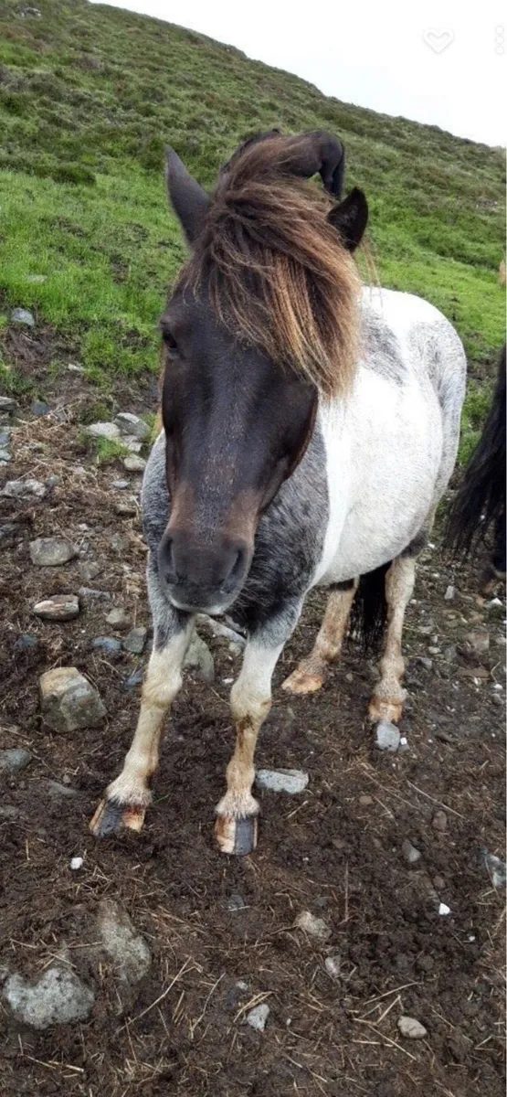 Ponys - Image 4