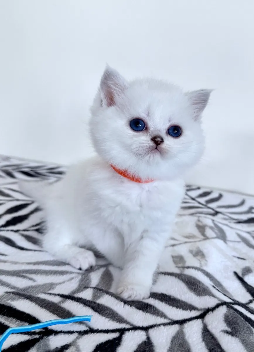 Pedigree British Shorthair & Longhair Kittens - Image 2