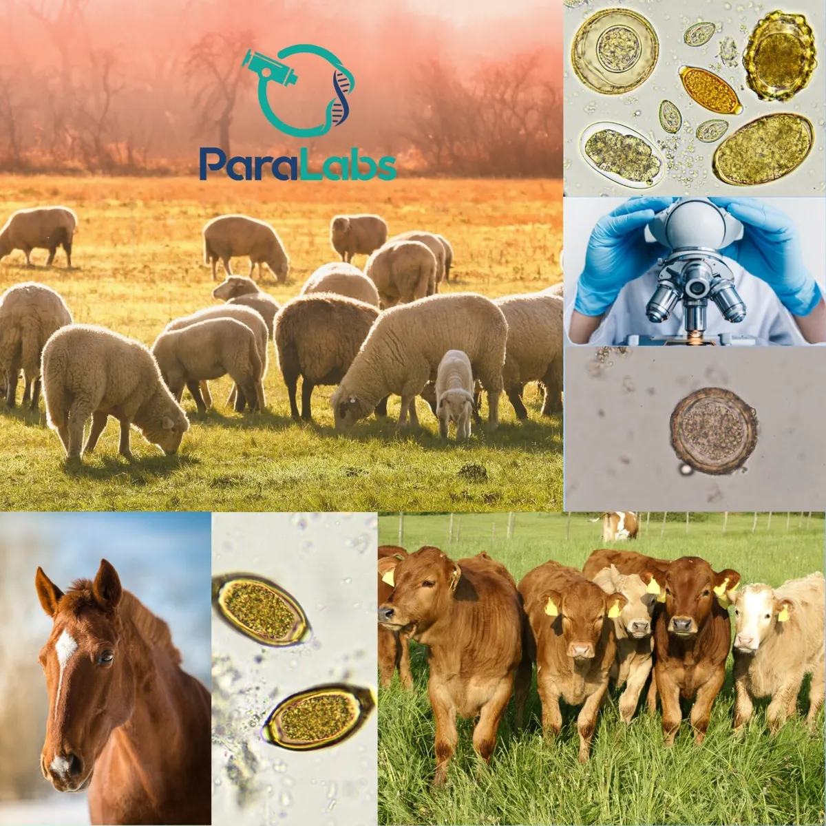 Fluke & Worm Parasite Testing - Image 1