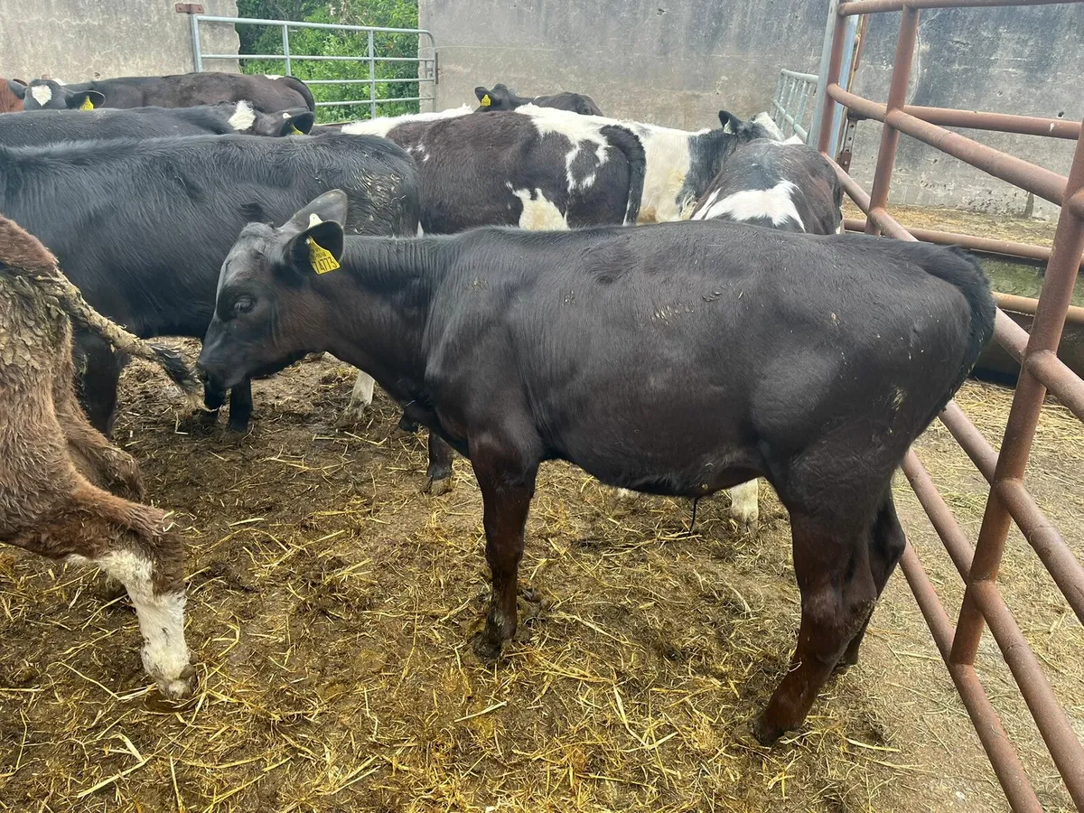 70 strong calves Enniscorthy Mart 28th of May - Image 2