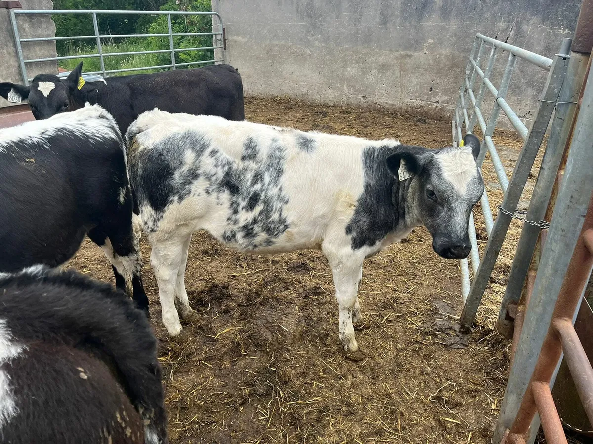70 strong calves Enniscorthy Mart 28th of May - Image 4