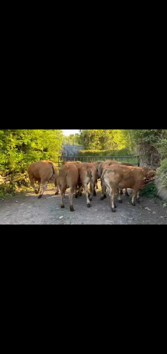 WANTED BULLS - Image 2