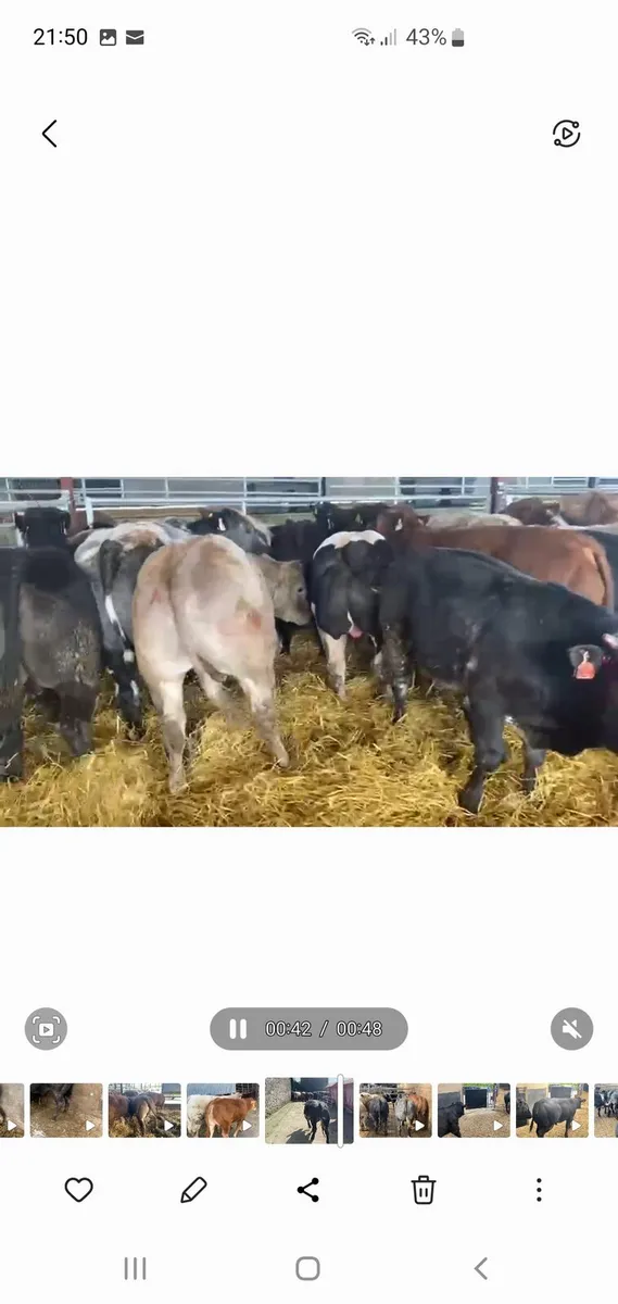 WANTED BULLS - Image 4