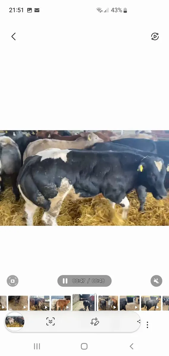 WANTED BULLS - Image 1