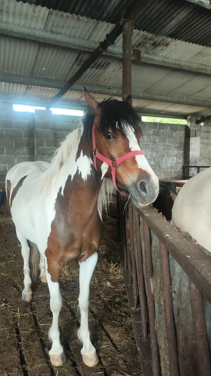 Horse - Image 1