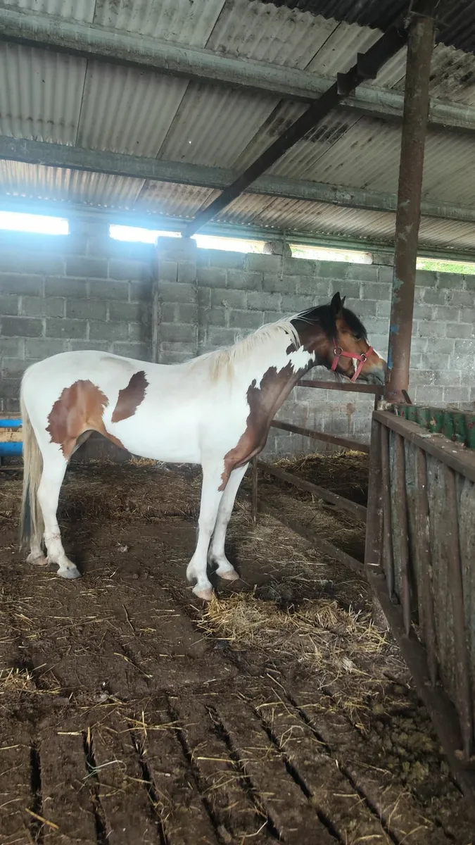 Horse - Image 2