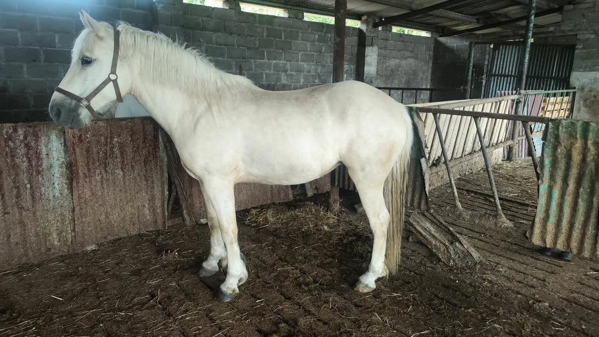 Horse - Image 3