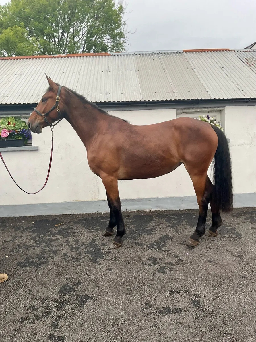 Irish Draught Filly - Image 1
