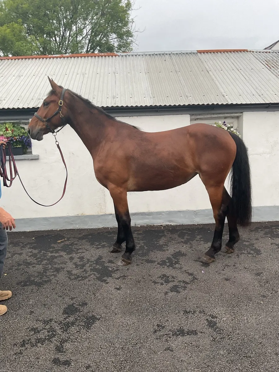 Irish Draught Filly - Image 2