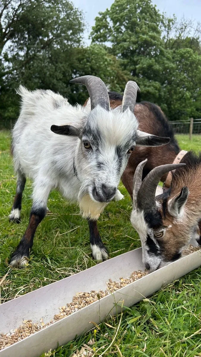 Pygmy Goats - Image 3