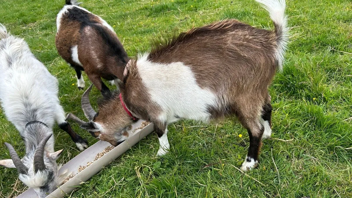 Pygmy Goats - Image 4