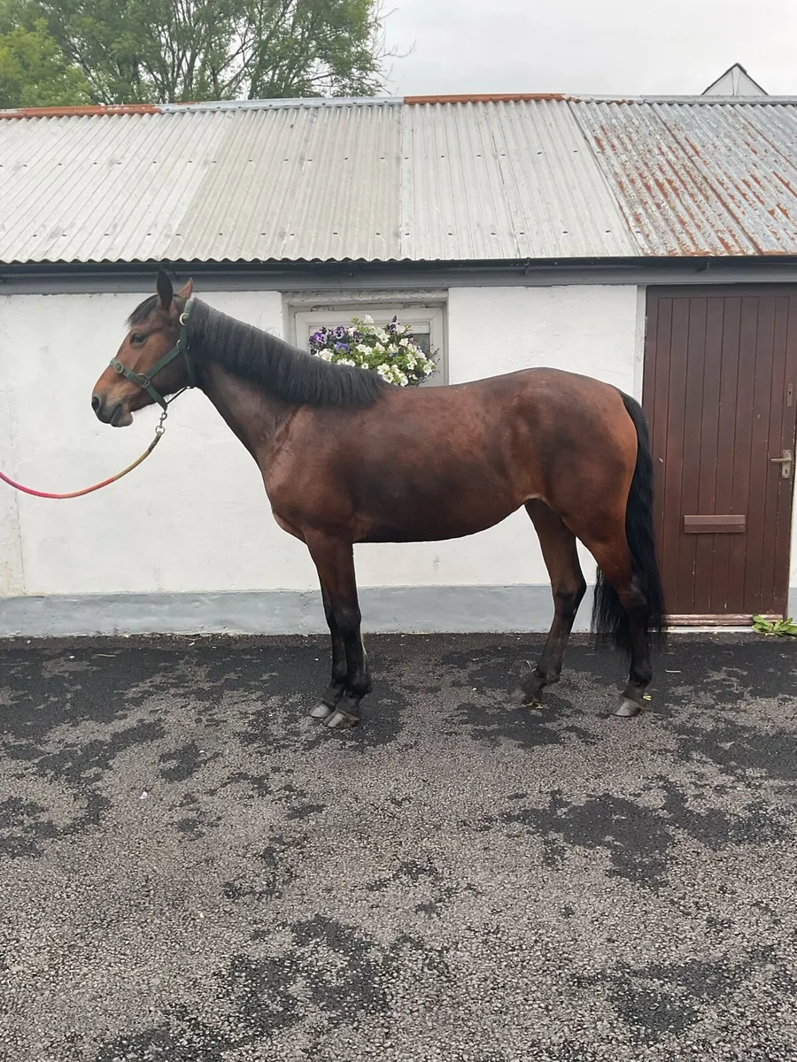 Connemara Filly - Image 2