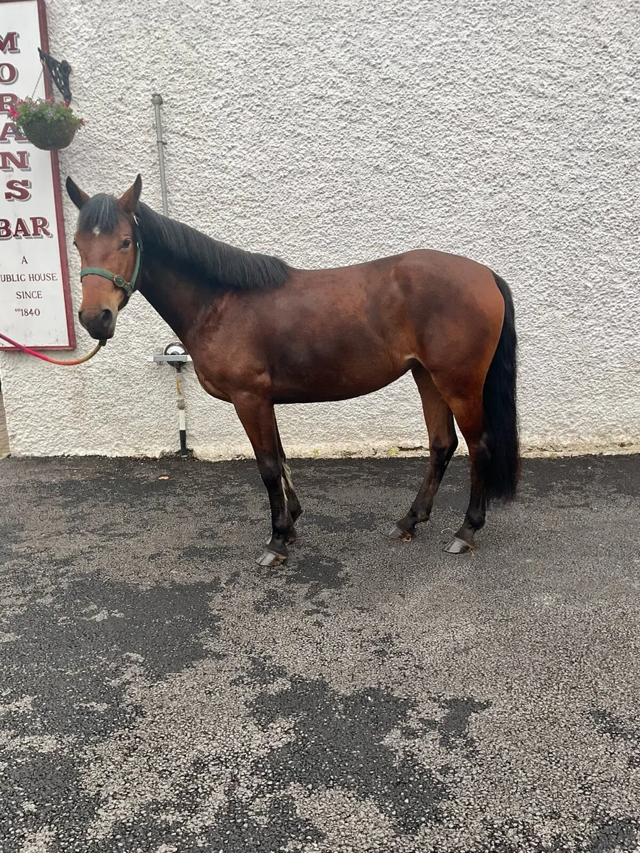 Connemara Filly - Image 3