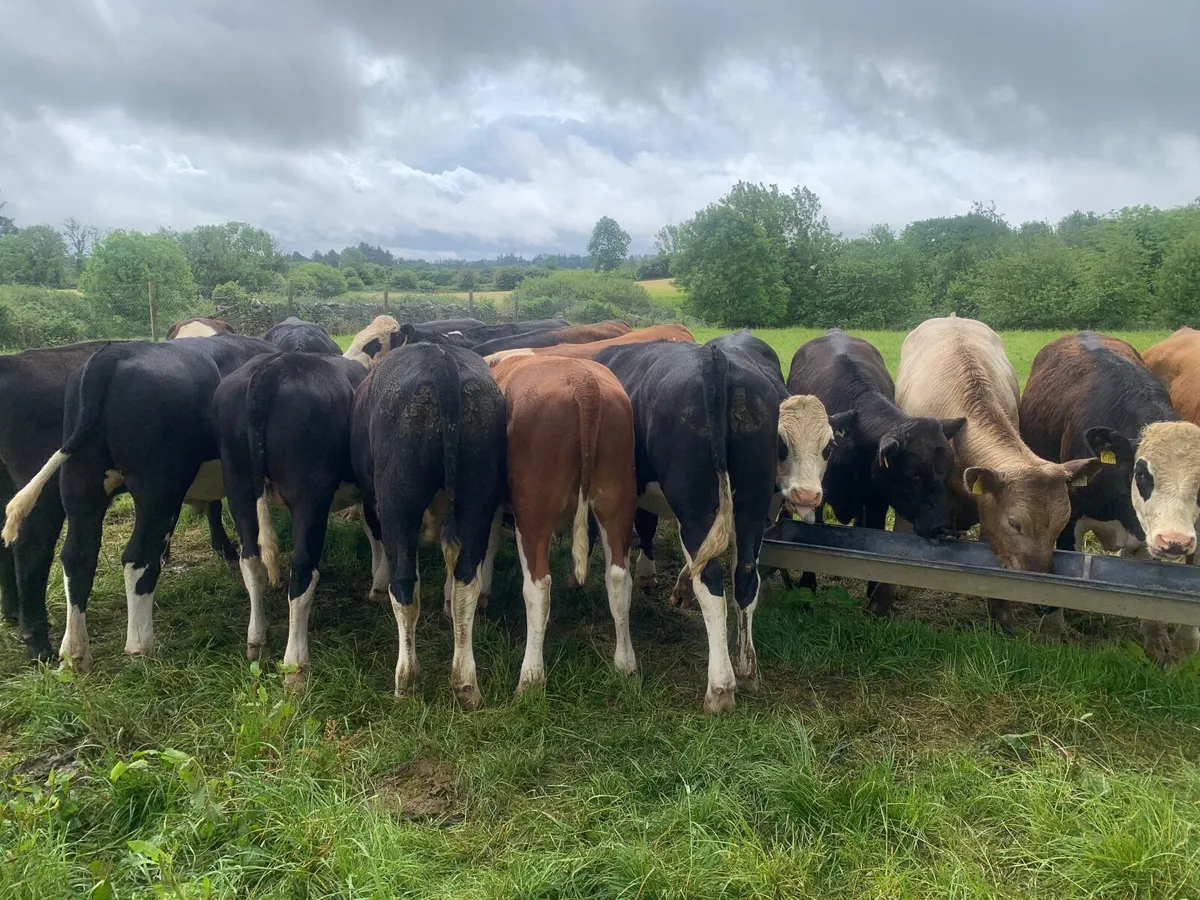 17 store bullocks - Image 1