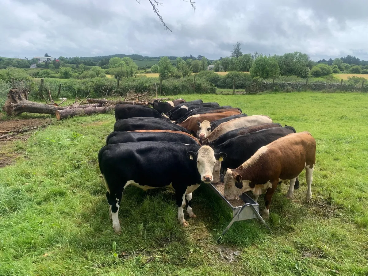 17 store bullocks - Image 2