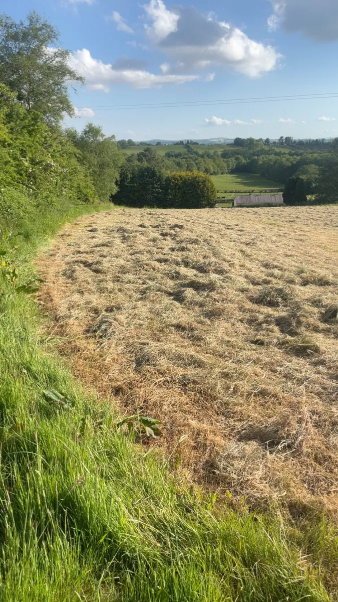 Hay