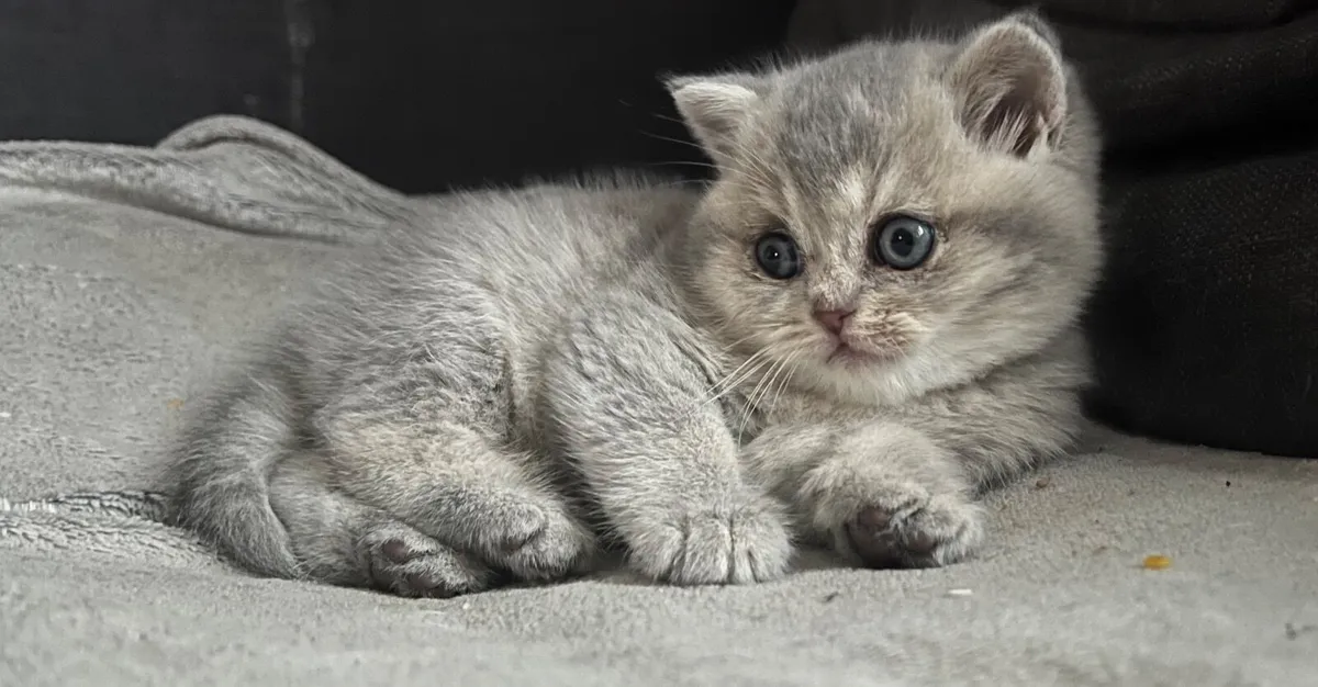 Tri colour British shorthair - Image 1