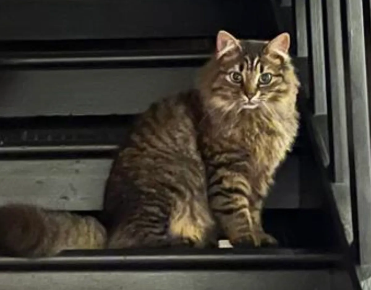 Long haired fluffy tabby female - Image 1