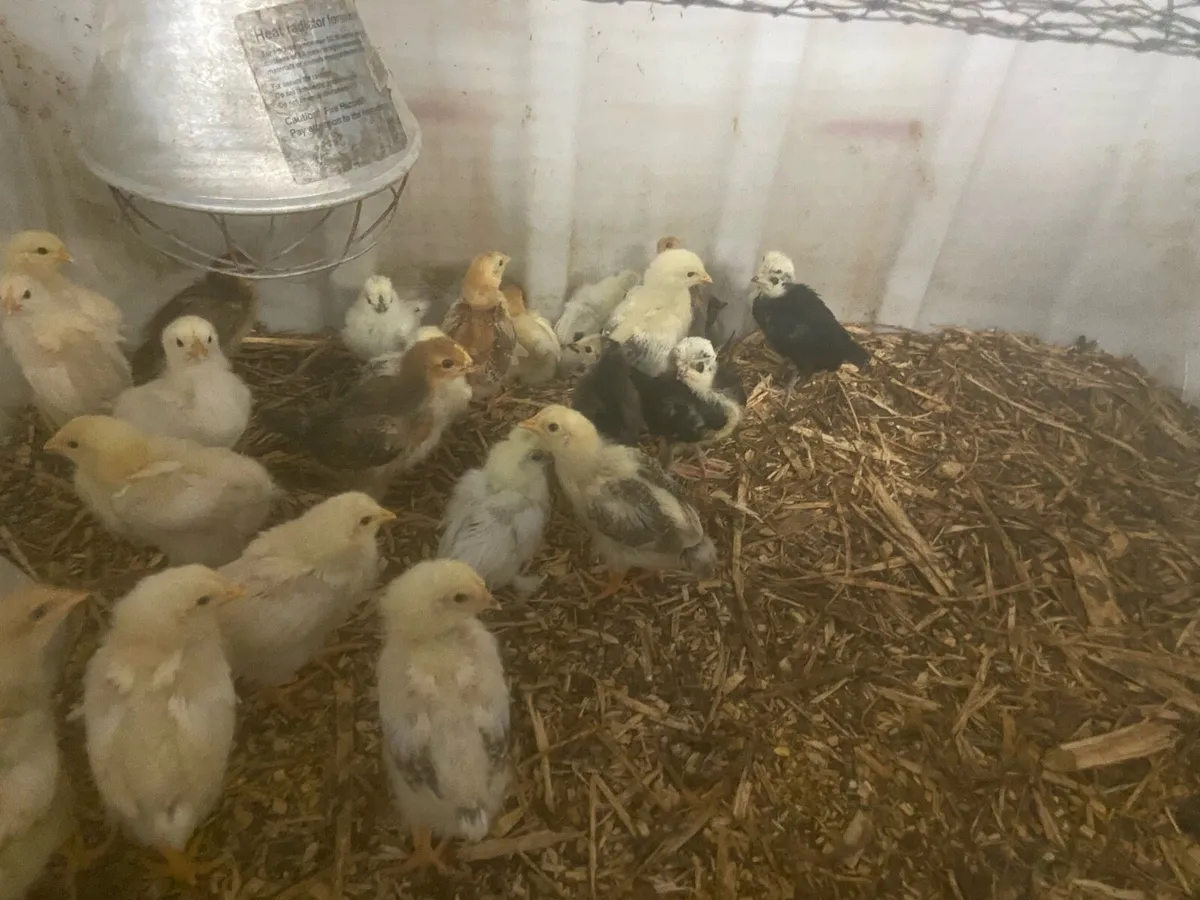Chicks - Image 1